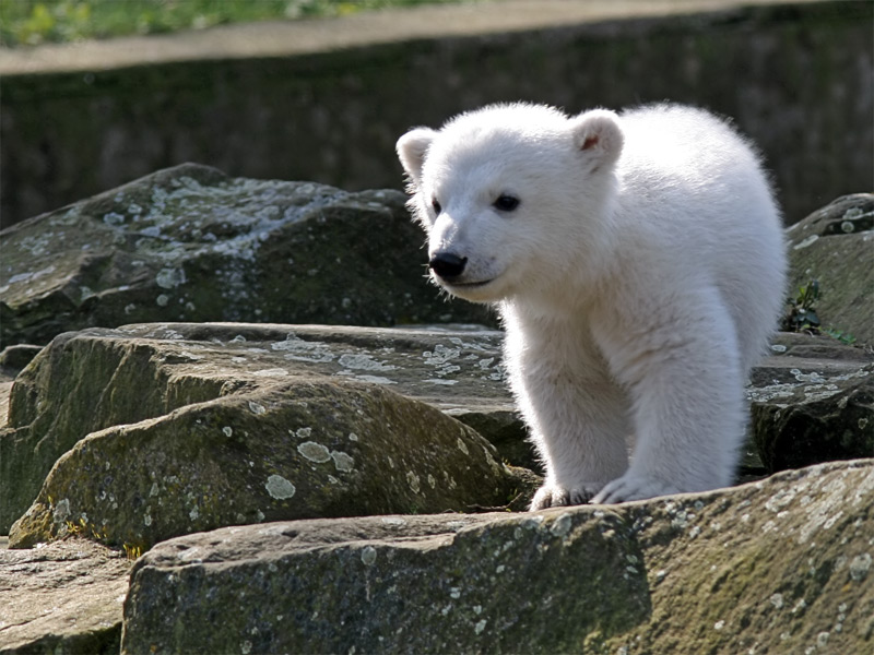 베를린 동물원의 북극곰 크누트(2007년 3월 23일)